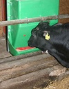 Calf Creep Feeder 100LT